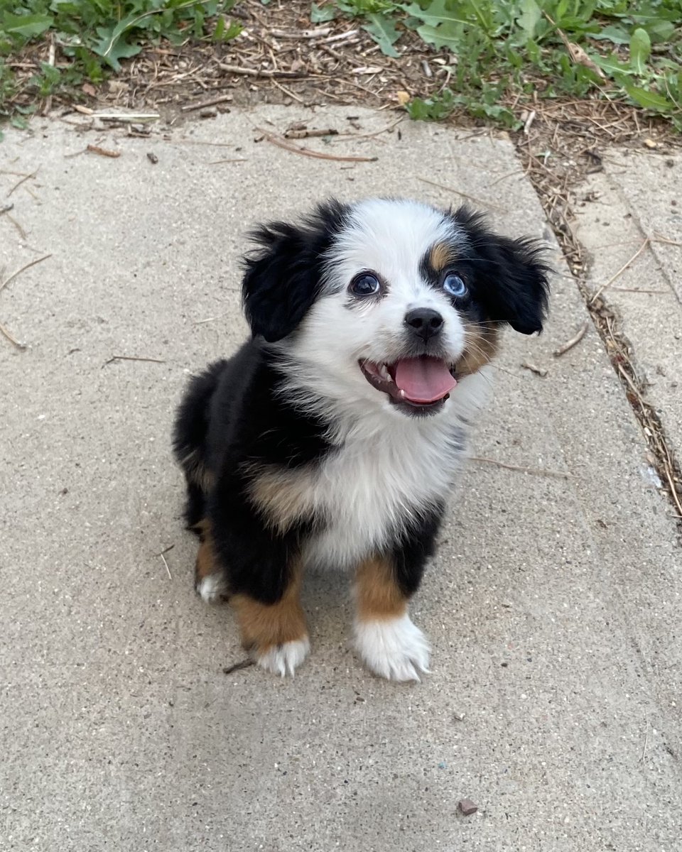 dog_rates's tweet image. This is Hermione. She's here to collect the sidewalk toll. Accepts payment in ear scritches, head pats, or nose boops. 12/10