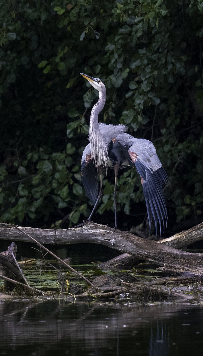JocAPhotography's tweet photo. A Great Blue Heron strikes a pose as they walk down the log runway. https://t.co/Wm3ycg9BPS