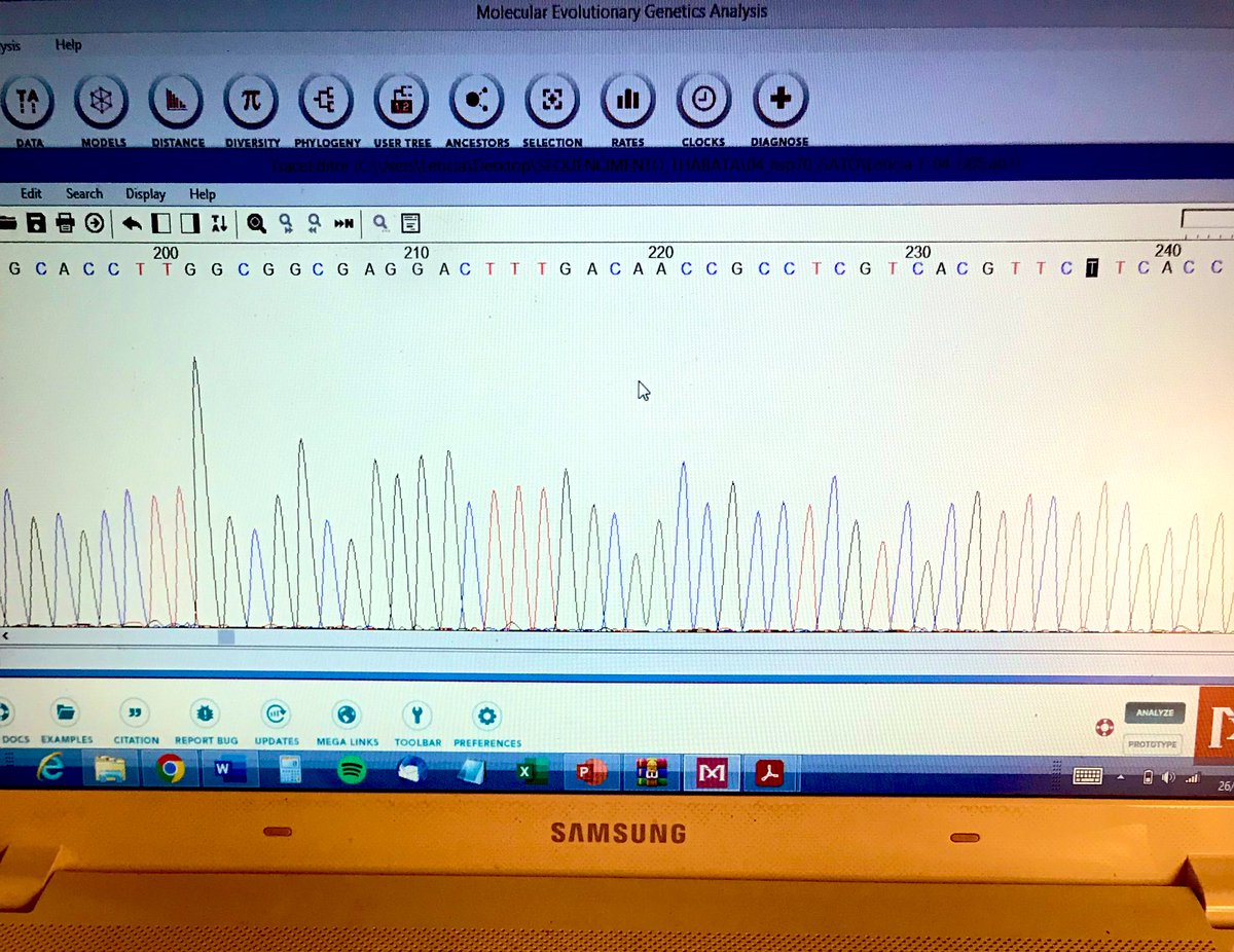 lettestevam's tweet photo. Uma relação de amor e ódio por esses picos 🧡🤯😆
#biomol #biologiamolecular #molecularbiology #Science #trypanosomatids #tripanossomatideos #tryp #leish #leishmaniose #leishmaniases https://t.co/6wVI8NYtji