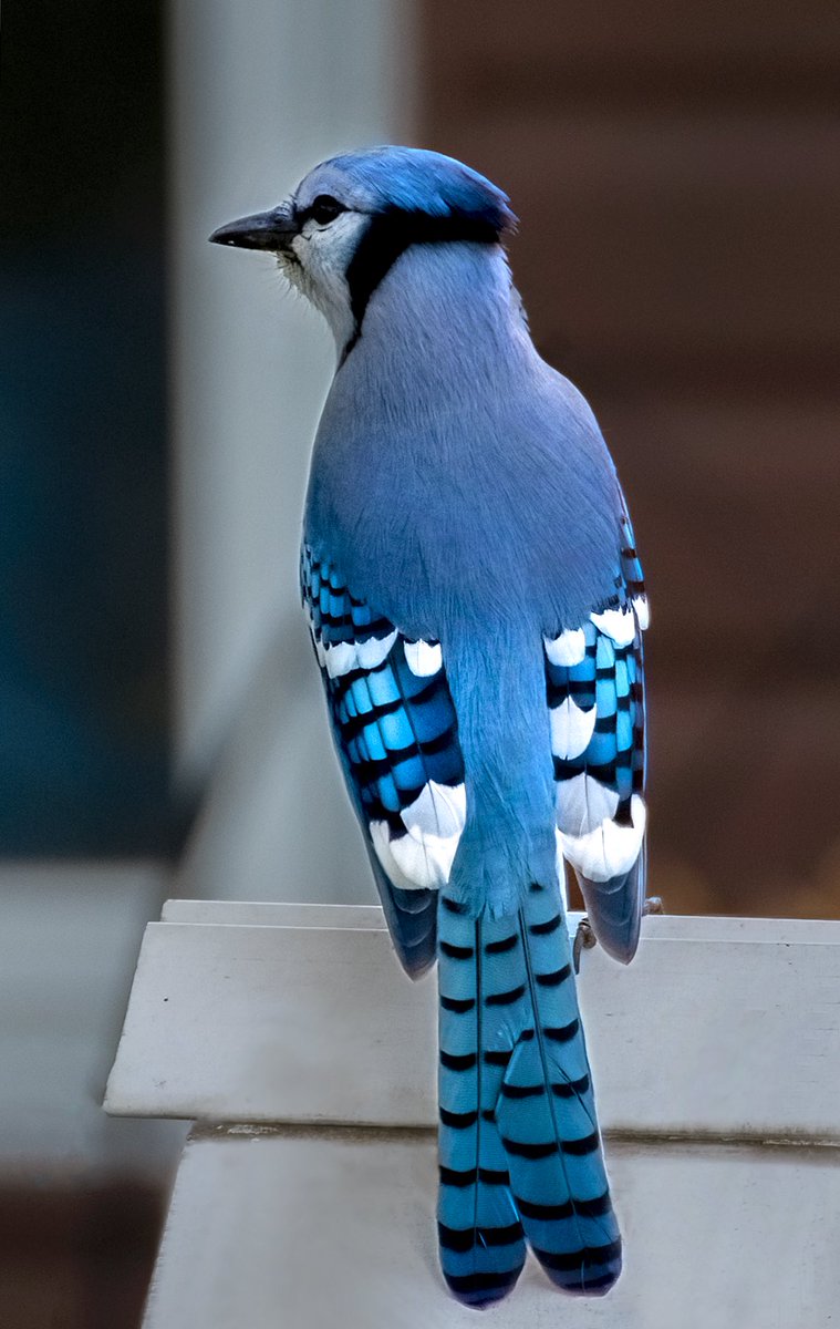 MarcotheLuck's tweet photo. « Blue Cape ».Blue Jay showing his\her beautiful back feathers. #birdwatching #birdsphotography #naturephotography #TwitterNaturePhotography https://t.co/Zh6racVIJE