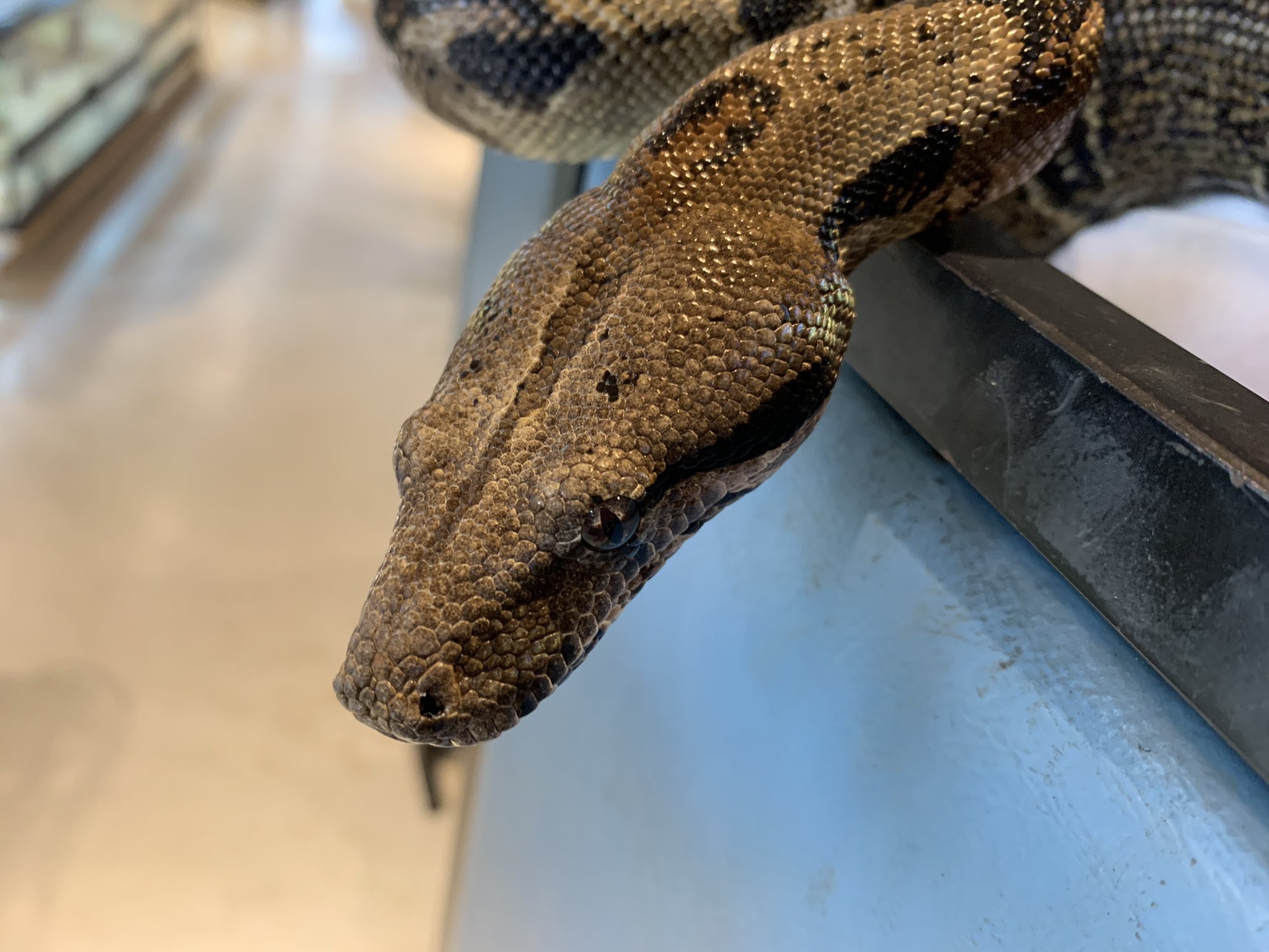 BOA PYTHON （裏） (@BOAPYTHON2) / Twitter