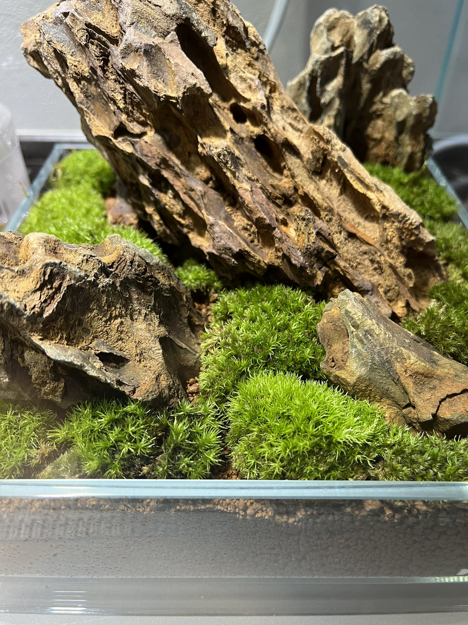 ADA 巨大黄虎石 希少 11kg巨岩親石 美形 気孔石 最高 のその他 - ADA