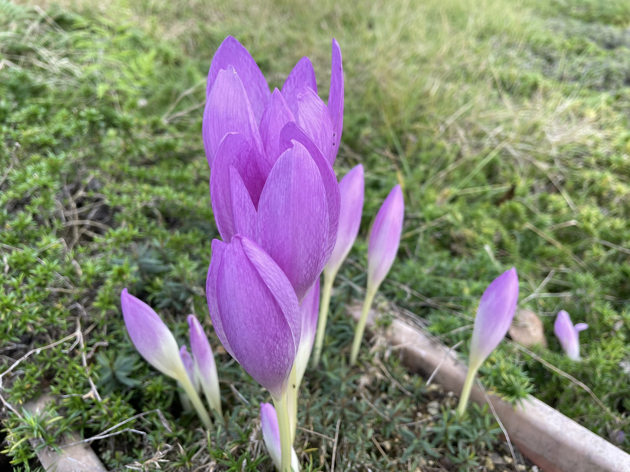 くまきちʕ ᴥ ʔ この花の名前をくまきちはまだ知らない おはようございます T Co Oltdv8wrs5 Twitter