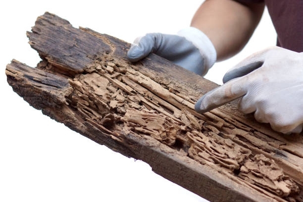 WrightsPest's tweet photo. One of the most common insects that are mistaken for termites is carpenter ants; learn how to tell the difference between the two species in this article! https://t.co/i1IgPY9Xux https://t.co/5bPhuEezRp