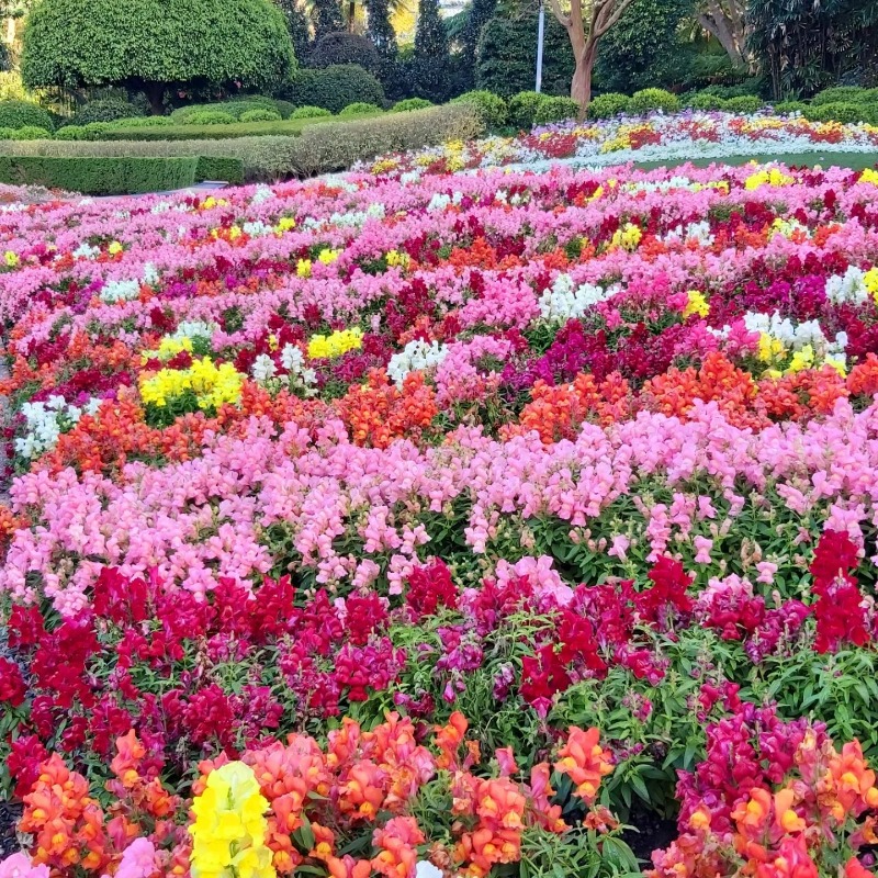 😍All the flowers in the Spectacle Garden! Opening daily from dawn until dusk, it is free to visit the Spectacle Garden. Please note dogs are not permitted in this area of the parkland. #romastreetparkland 📷: @linda.bevin/IG #flowers #garden #spectaclegarden #spring #springtime
