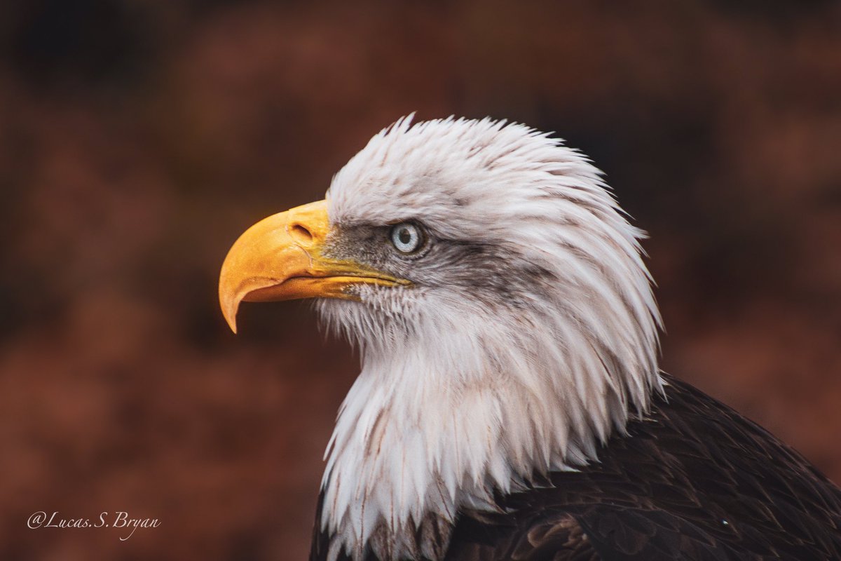 itslucasb's tweet photo. Some more eagle shots! 
This bird is just so majestic 
#wildlife #Eagles #photography #naturelovers https://t.co/YLEhcsYRQ3
