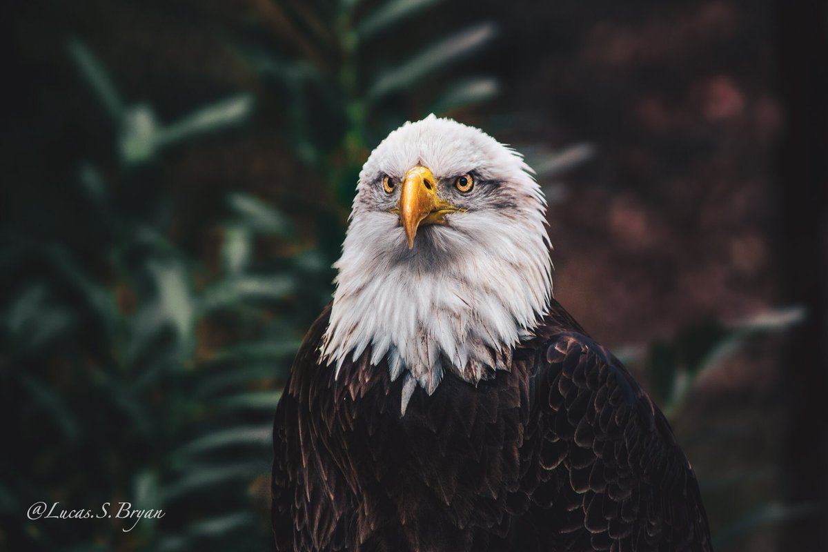 itslucasb's tweet photo. Some more eagle shots! 
This bird is just so majestic 
#wildlife #Eagles #photography #naturelovers https://t.co/YLEhcsYRQ3