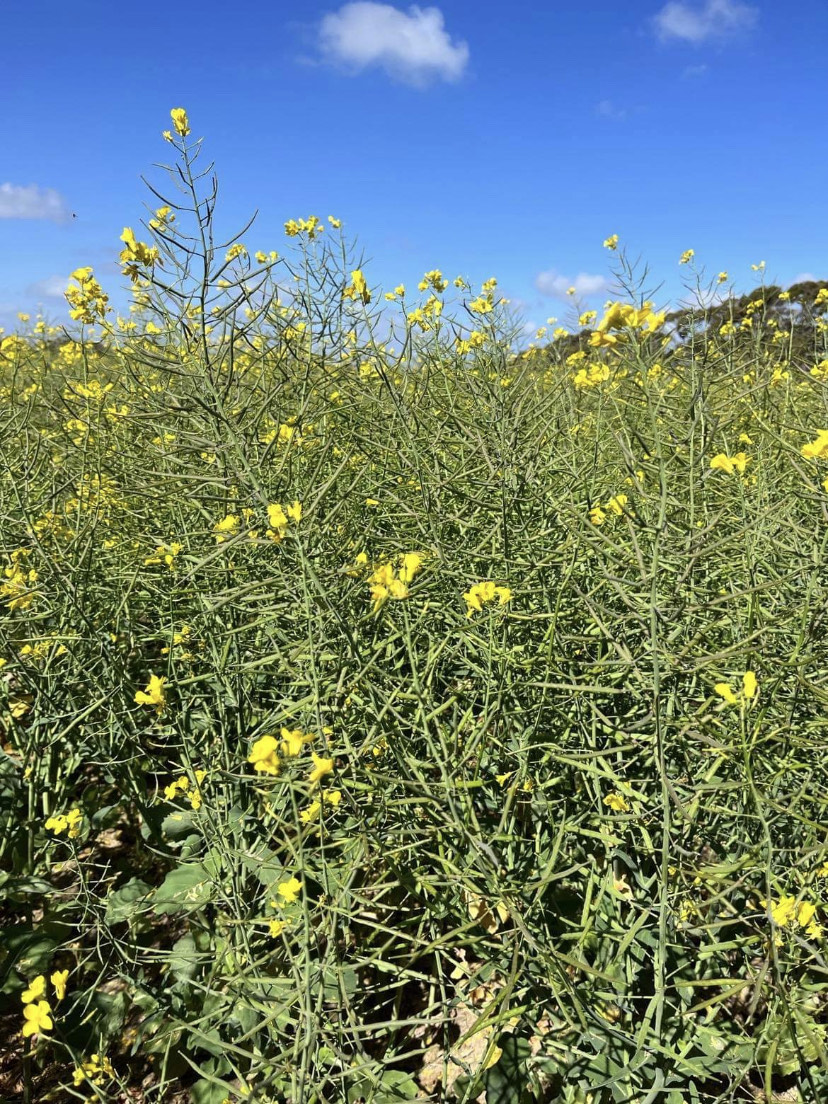 TPortsAus's tweet photo. Our most western SA crops are looking superb, great turn out at the Coorabie/Penong sticky beak day. Congrats to Warmington’s winners of crop comp with a 3.74t/ha wheat crop. 

#Harvest2022 #tports https://t.co/eEcgCgiazP