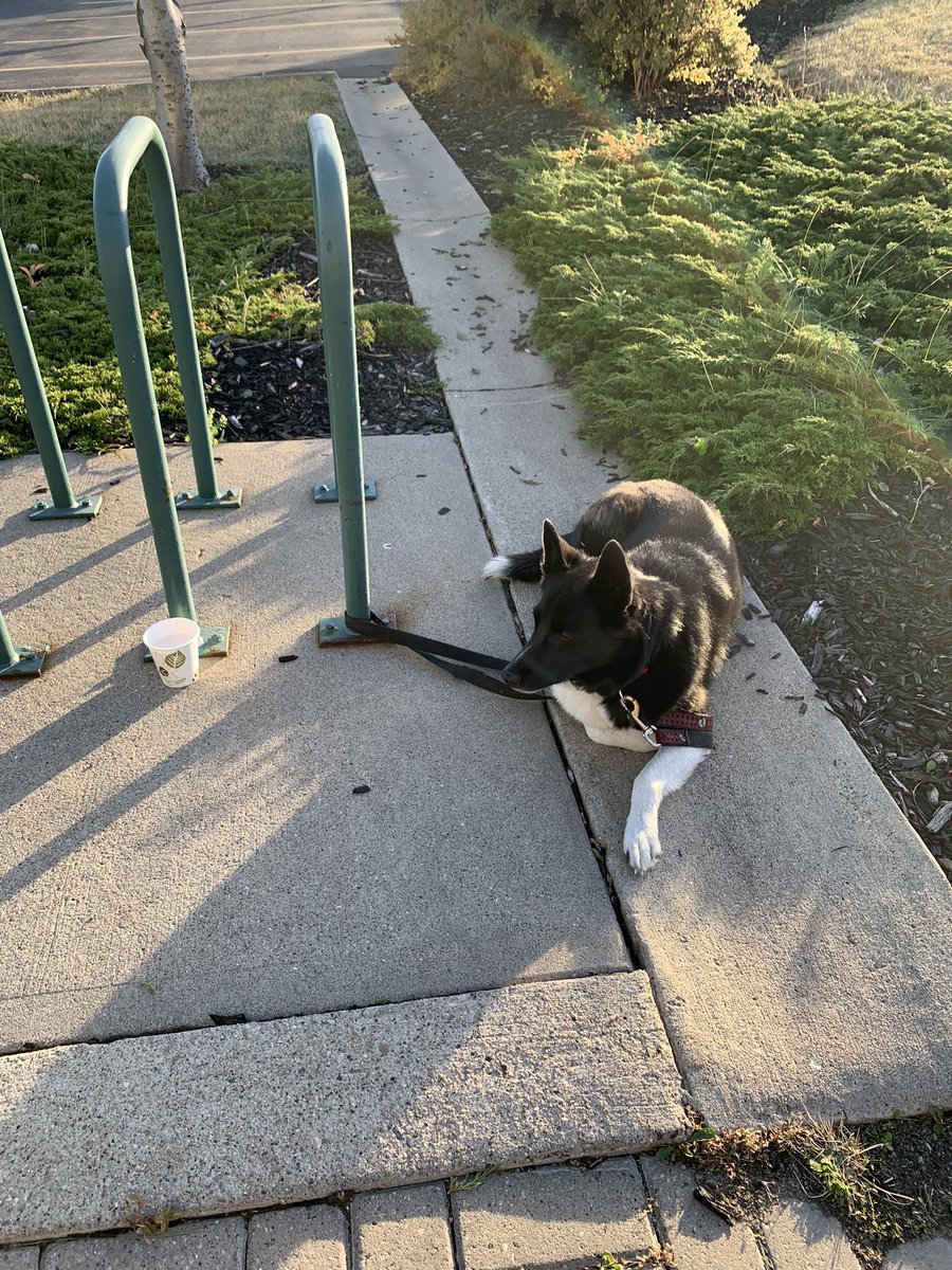 A Black and white dog was found <a href="/crowfoot/">crowfoot</a> TD branch. Called non-emergency police hotline to pick him. If this is your dog, please contact 403-266-1234
