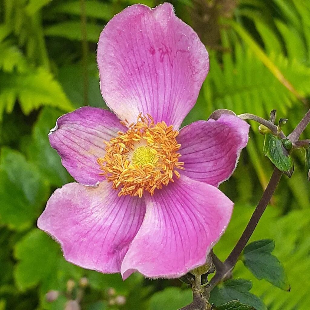 gardenmuses's tweet photo. "The anemone of my anemone is my friend."
I think that's the saying....๐
#japaneseanemones #anemonetomentosarobustissima #japaneseanemone #fallbloomers #perennials #lawrencepark https://t.co/EcM5xcog0c https://t.co/4YZK2p7lms