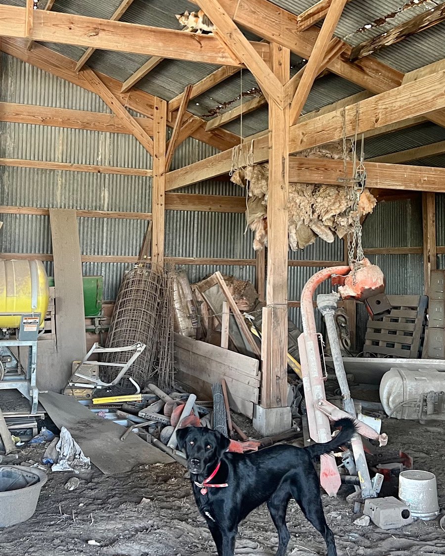OrdnanceLab's tweet photo. Allie would not do well on a #CAPTCHA asking ���Click on boxes with a #cat”. She looked everywhere, except for up.

#Labs #LabsOfTwitter #Labradors #Labrador #LabradorRetriever #Dogs #DogsOfTwitter #LabLove #BlackLabs #BlackLabsOfTwitter #BlackLabsMatter #Cats #CatsOfTwitter https://t.co/cjPEjOOGwq
