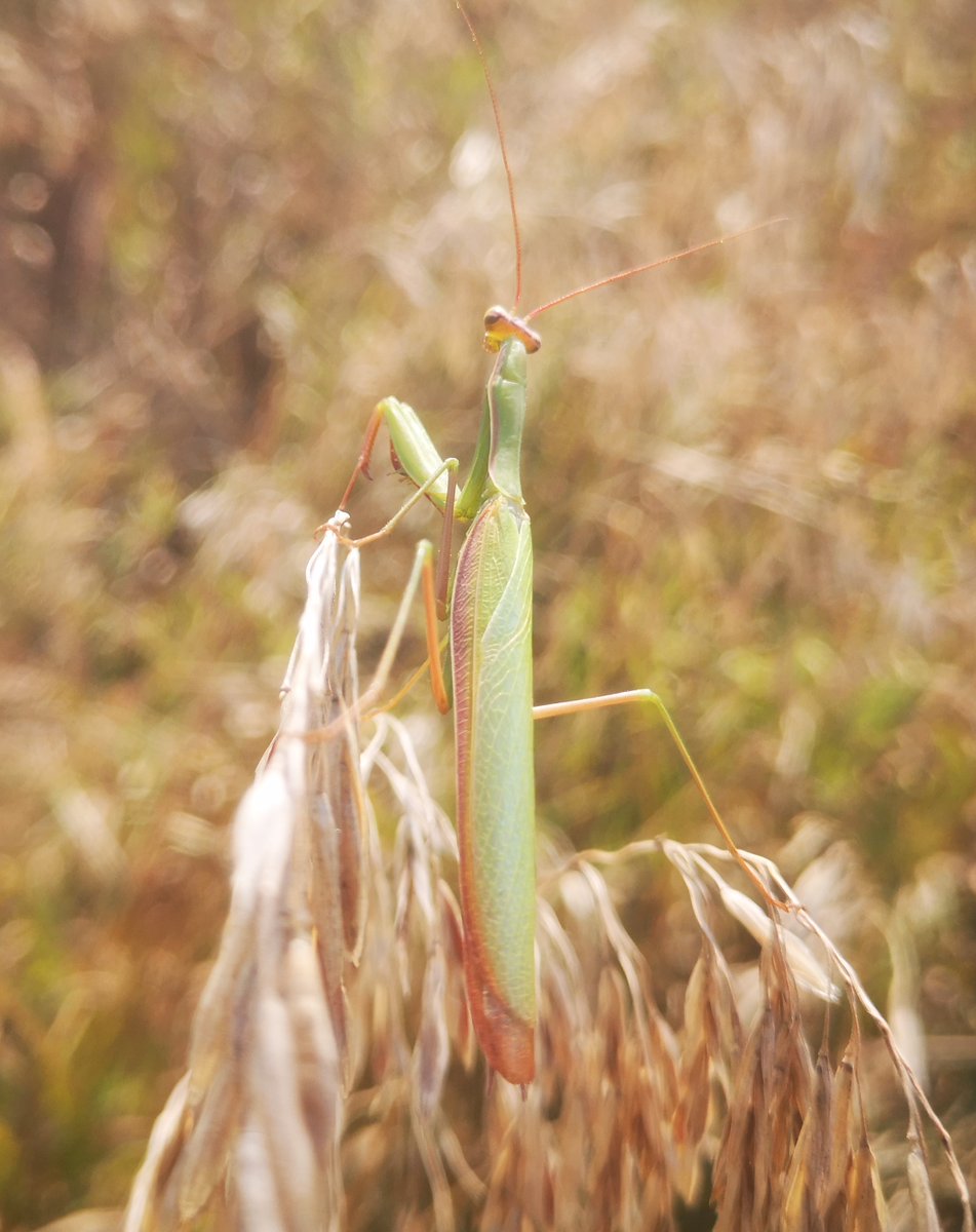CalvinC46256691's tweet photo. Enjoy watching lovely creatures and nature created by our Almighty Heavenly Father. #grasshopper #MilkyWay #NatureBeauty #NaturePhotograhpy #nature #Naturelover #insects #stars #hiking #animals #animallover #wildlife #wildlifephotography #wildlifelover https://t.co/AEFxXAjQ7b