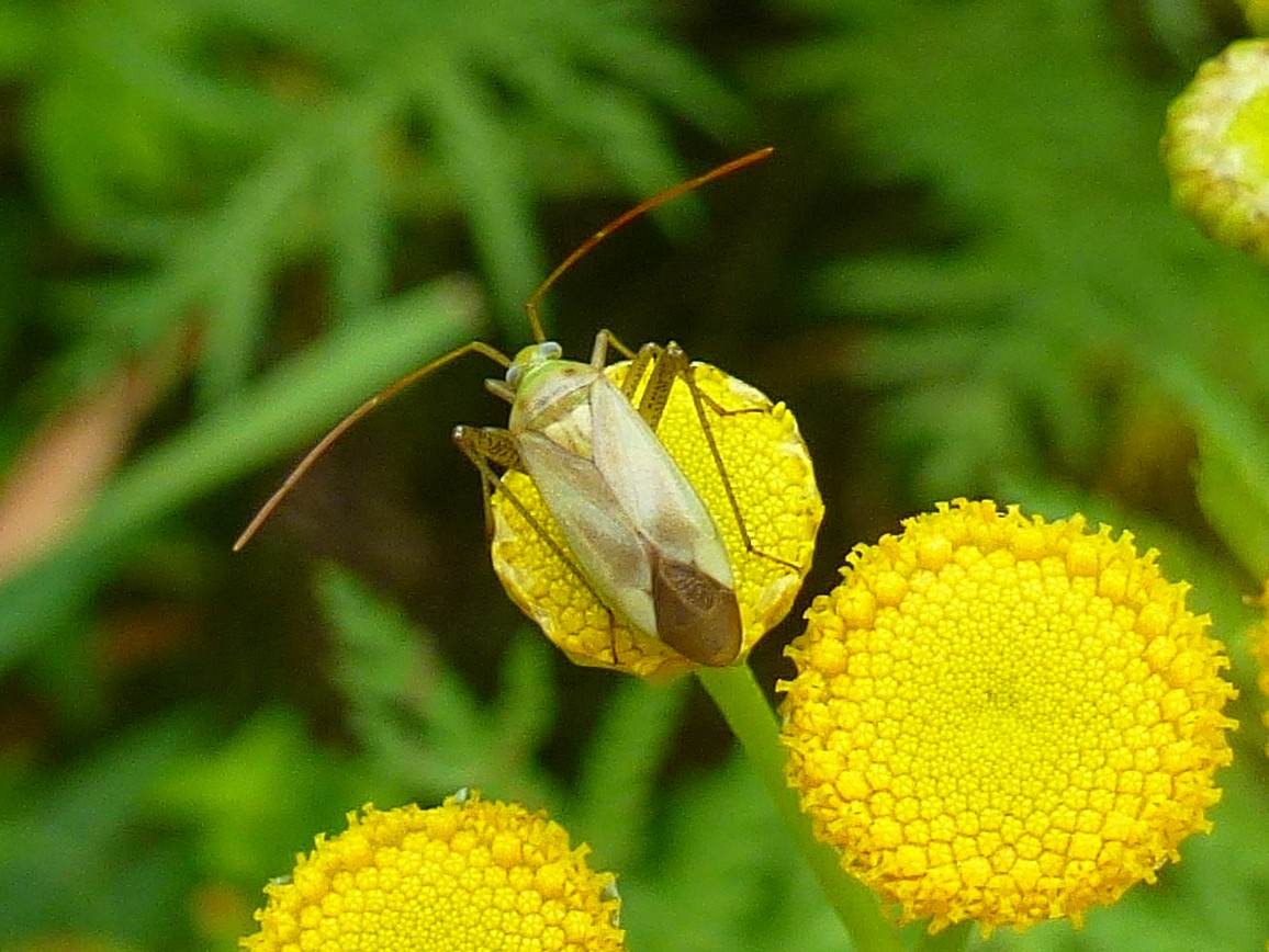 CalvinC46256691's tweet photo. Enjoy watching lovely creatures and nature created by our Almighty Heavenly Father. #grasshopper #MilkyWay #NatureBeauty #NaturePhotograhpy #nature #Naturelover #insects #stars #hiking #animals #animallover #wildlife #wildlifephotography #wildlifelover https://t.co/AEFxXAjQ7b