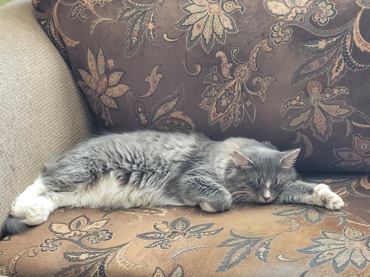 Been testing out spots round the house. Dad's spot on the couch is awfully comfy. He's just gonna have to sit on the floor if he wants to watch TV. #CatsOnTwitter #cats #mondaythoughts #MondayMood