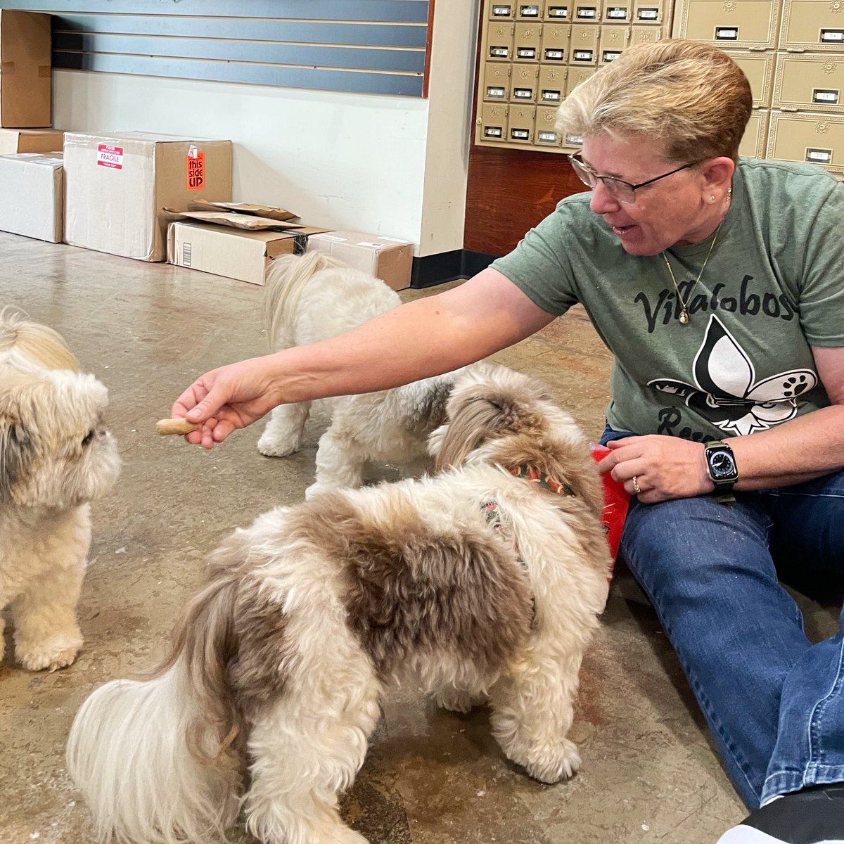 AdamsFamilyTzus's tweet photo. Good times at Dilworth Packing. The boys let me act like I own the place and Aunt Kathryn does not break the wienies into pieces. It is the best of times. #shopdog #shopdoglife #treatsplease @ksbeal58 #thebest https://t.co/zH6XhTDPOB