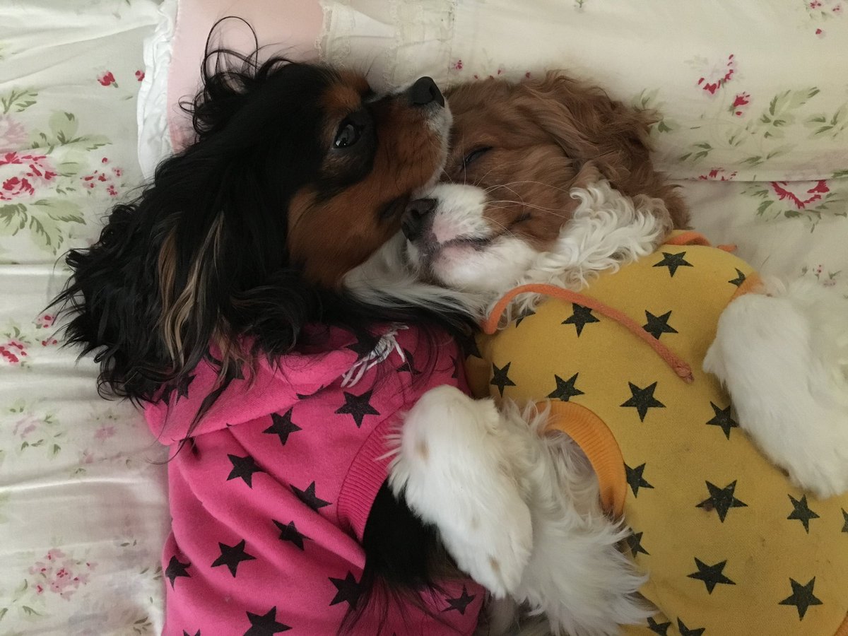 「なにこれ最高のタグ貼っとこ #全日本きもちよさそうに眠るいぬ選手権 」|ララ🐶(偽)聖女⛪️やりざまコミカラ配信中のイラスト