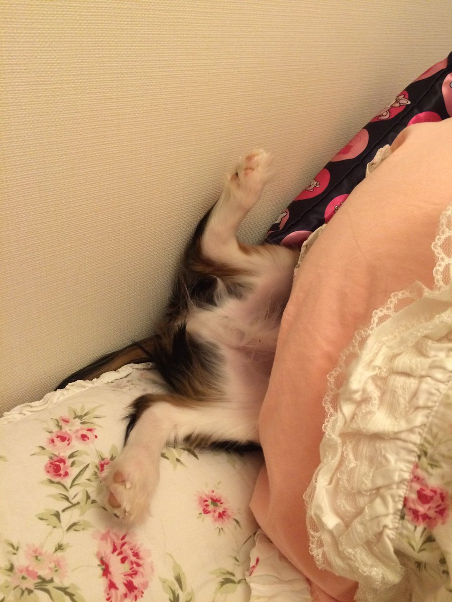 「なにこれ最高のタグ貼っとこ #全日本きもちよさそうに眠るいぬ選手権 」|ララ🐶(偽)聖女⛪️やりざまコミカラ配信中のイラスト