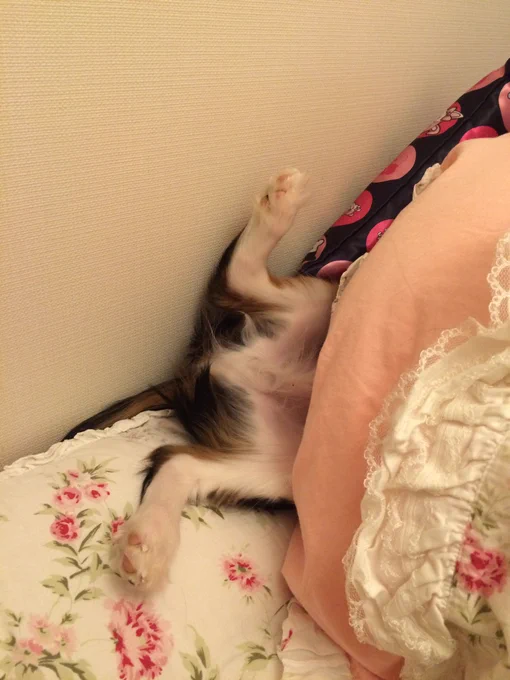 なにこれ最高のタグ貼っとこ #全日本きもちよさそうに眠るいぬ選手権 