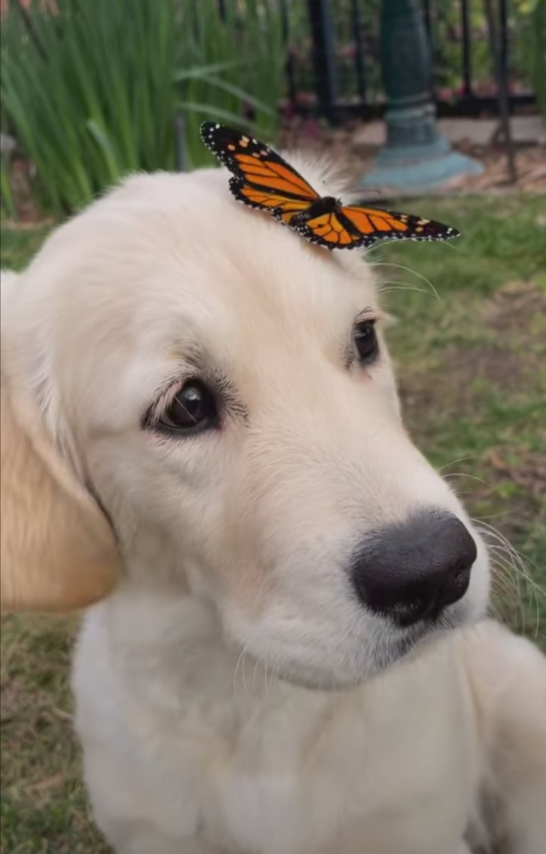 CalvinC46256691's tweet photo. #Animals #Animallover #hiking #travel #NatureBeauty #NaturePhotograhpy #Naturelover #dog #butterfly #squirrel #cow #nature #wildlife #wildlifephotography #wildlifelover #closetohuman https://t.co/v1aFrXdr77