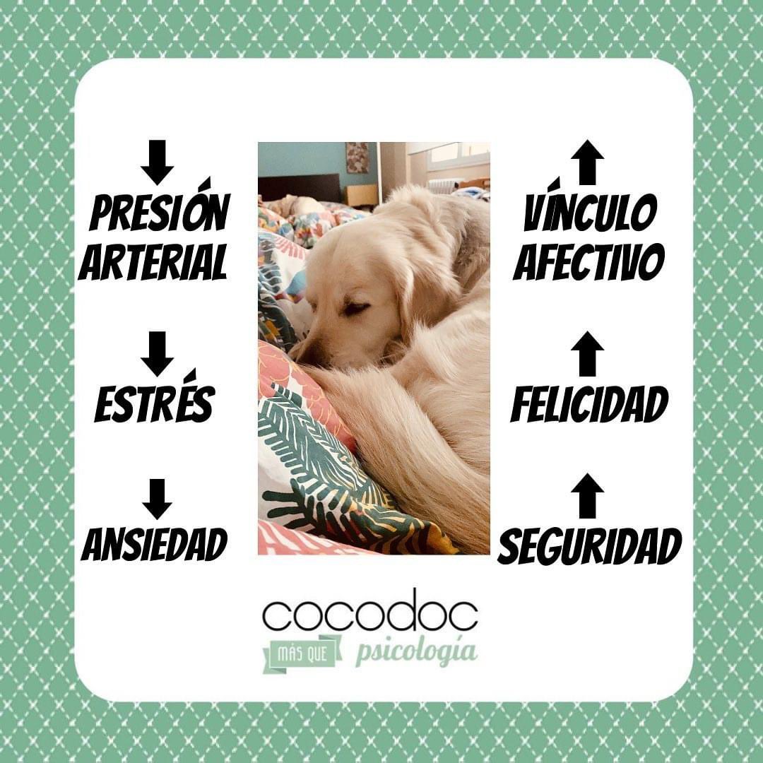_cocodoc's tweet image. Pues resulta que tiene beneficios psicológicos… 
1- ⬇️ la presión arterial 
2- ⬇️el estrés 
3- ⬇️ la ansiedad 
4- ⬆️el vínculo afectivo 
5- ⬆️la felicidad
6- ⬆️la seguridad 

#cocodocpsicología 
#psicólogasvitoria 
#vitoriagasteiz 
#ilovemydog