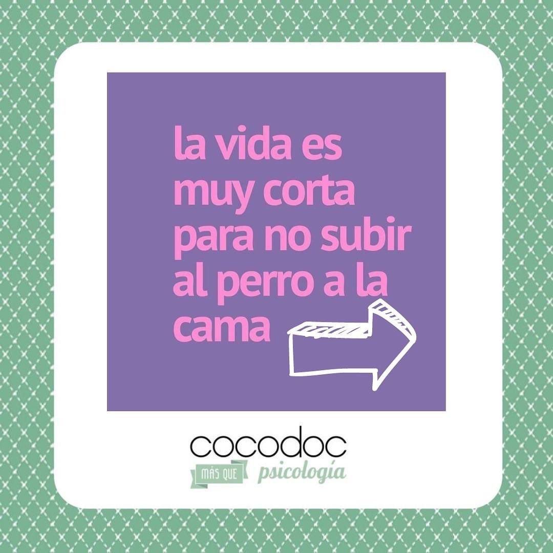 _cocodoc's tweet image. Pues resulta que tiene beneficios psicológicos… 
1- ⬇️ la presión arterial 
2- ⬇️el estrés 
3- ⬇️ la ansiedad 
4- ⬆️el vínculo afectivo 
5- ⬆️la felicidad
6- ⬆️la seguridad 

#cocodocpsicología 
#psicólogasvitoria 
#vitoriagasteiz 
#ilovemydog