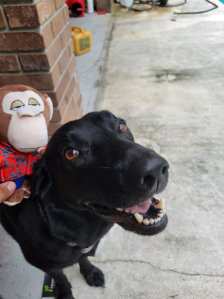 they are frens <a href="/BoredApeYC/">Bored Ape Yacht Club 🍌</a>