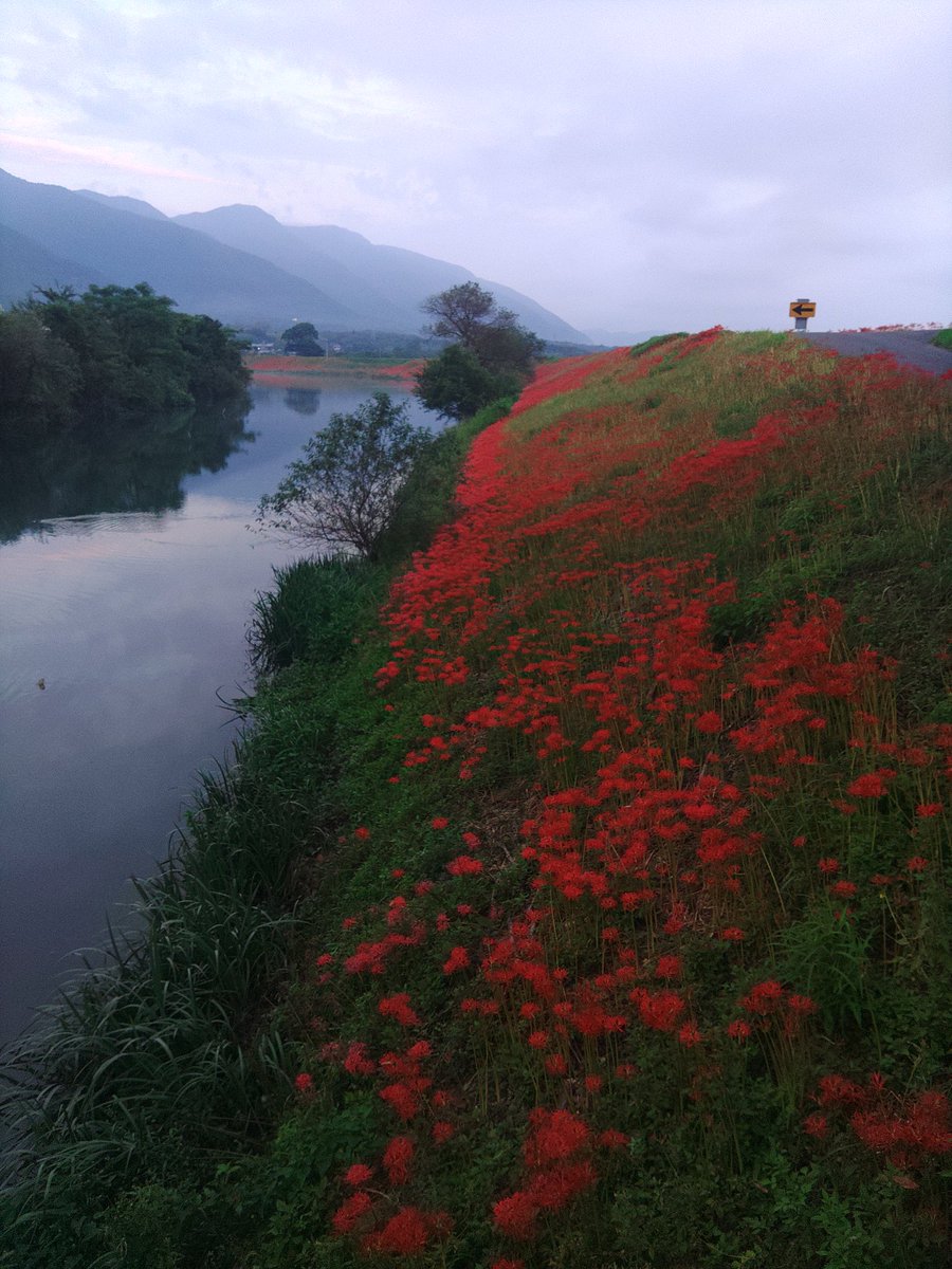 #津屋川彼岸花
満開まで２～３日でしょうか
