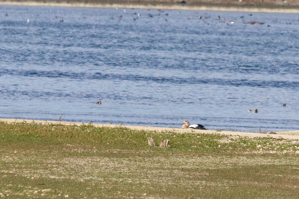 Springhill_OPS's tweet photo. When geese align...don't think this is on the British list.
#My200BirdYear
#NotThisOne https://t.co/yYdDDAnDhh