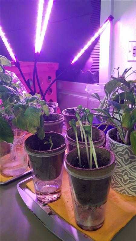 MrsMCLopez's tweet photo. Panther scientists investigating whether the direction of seeds planted impacts growth. Ss also pointed out phototropism, geotropism and hydrotropism! I didn't even notice the roots! Smart kids!!! @MDJH_Panthers @MDJH_Robertson @Tyler15d #PantherScience https://t.co/CLyIJQFqfD