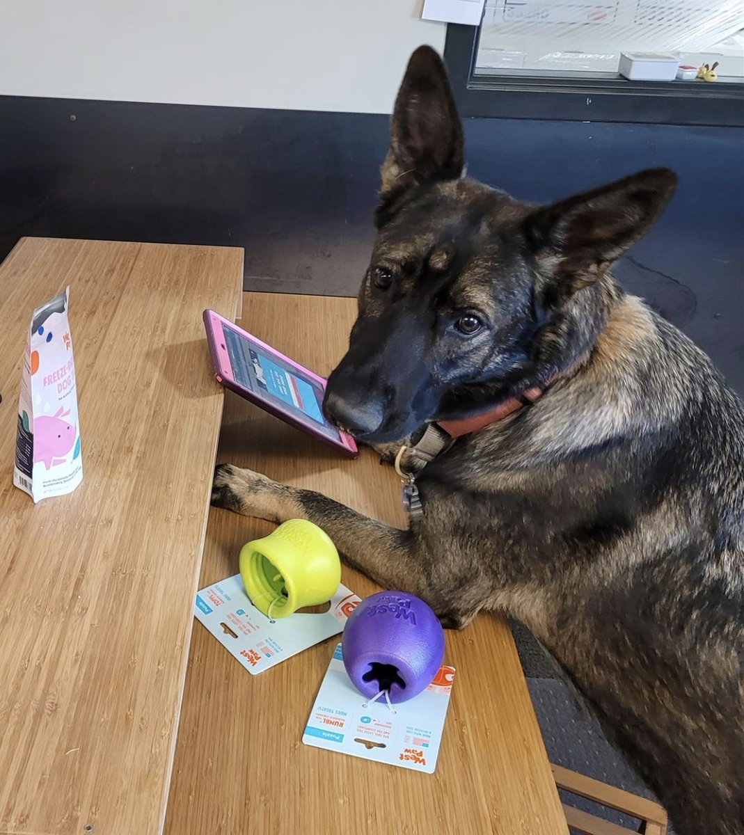 westpawus's tweet photo. Ruth is always hard at work in product development (see #iPad)

As seen below she is pawing in her thoughts on how hard she had to work to get our sustainable pork treats with superfoods out of her #Toppl and #Rumbl mentally stimulating treat toys.

#DogsWhoWorkAtWestPaw #WestPaw https://t.co/u0KCvqSao9