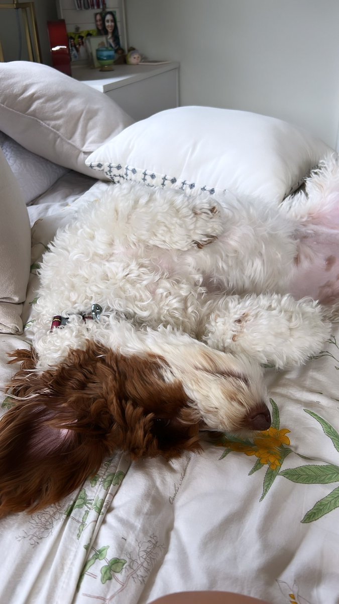 shutupitsmoee's tweet photo. I just got emotional thinking about how I literally have a mofo puppy, like look at this mofo🥹🥲 https://t.co/LHE1JyQavt