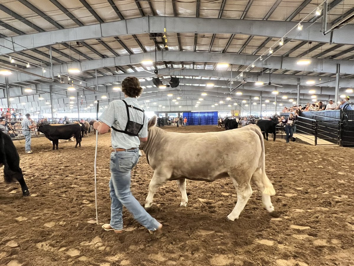 Congrats to a water polo captain & swimmer Jack on his heifer! His heifer was 5th place in class @fbcfair proud of your hard work in the water & at the barn! #team #Hardwork #athlete #ffa #agriculture #waterpolo