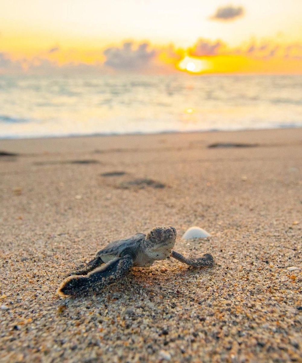 Pacsafe's tweet photo. What should you do if you come across a baby sea turtle on the beach?
...Nothing! Do not touch or hold baby sea turtles because it affects their survival.
Photo BenHicks
#BornToTravel #turtlefund #turtletuesday #seaturtle #turtlefacts #protectwhatsvaluable #turtles https://t.co/S7YA2SzzNY