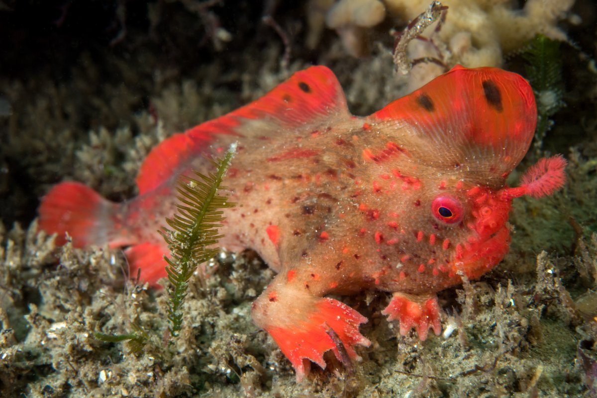 Would you like to help work towards establishing a #RedHandfish captive breeding program? 🐟

If so, then make sure you check out this exciting #PhD  opportunity! Enrolments close on 10th October. 

Details 👉bit.ly/red-handfish-p…

@UTAS_  #imasresearch

📸: Rick Stuart-Smith