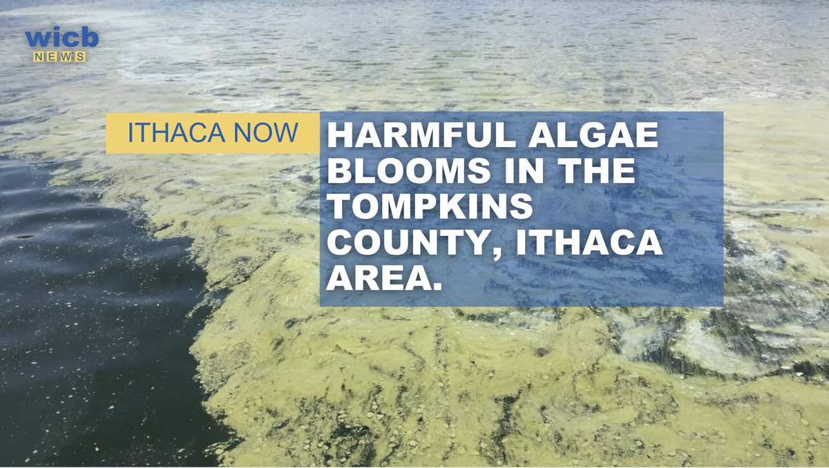 Tune into #ithacanow where WICB news correspondent Caroline Grass  as learns more about harmful algae blooms, or HAB’s, in the first part of a two-part series learning more about the environment in the Ithaca area. 

Cover photo credits go to: Cayuga Lake Watershed Network.