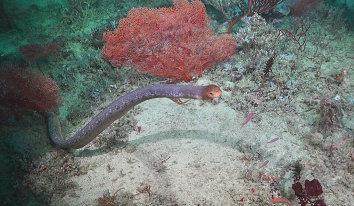 SpeedyShark (@speedconrad) on Twitter photo New paper from our group documenting sea snakes in the mesophotic zone, some of which have been unseen in the shallow waters of Ashmore Reef for decades frontiersin.org/articles/10.33… <a href="/aims_gov_au/">Australian Institute of Marine Science</a> <a href="/SchmidtOcean/">Schmidt Ocean</a> <a href="/wamuseum/">Western Australian Museum</a> <a href="/CurtinUni/">Curtin University</a> <a href="/uwaoceans/">UWA Oceans Institute</a> New paper from our group documenting sea snakes in the mesophotic zone, some of which have been unseen in the shallow waters of Ashmore Reef for decades frontiersin.org/articles/10.33… <a href="/aims_gov_au/">Australian Institute of Marine Science</a> <a href="/SchmidtOcean/">Schmidt Ocean</a> <a href="/wamuseum/">Western Australian Museum</a> <a href="/CurtinUni/">Curtin University</a> <a href="/uwaoceans/">UWA Oceans Institute</a>