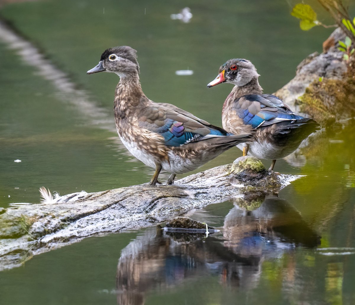 JocAPhotography's tweet photo. A female Wood Duck (left with the white eyeliner) and a male Wood Duck who is molting into his brightly colored look. During the summer Wood Duck males molt into less colorful attire as to help protect them from predators.  Come Fall it's time to get fancy again. https://t.co/0yzbOojvG7