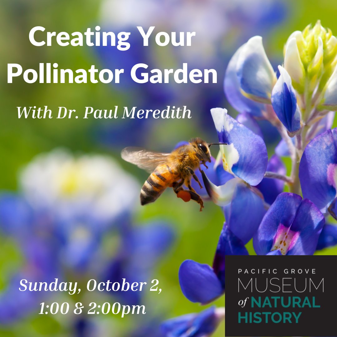 PGMuseum's tweet photo. Come to the Museum this Sunday at 1:00 and 2:00 for a special Butterfly Days talk with Dr. Paul Meredith about creating your own pollinator garden! Free with Museum admission and incredibly useful, we hope to see you there!

#ButterflyDays #PacificGrove #Pollinator #ScienceTalk https://t.co/unrEns0Czd