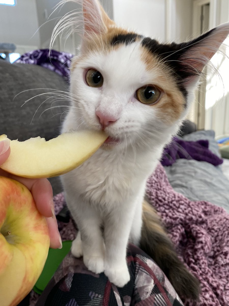 TianaTracy's tweet photo. @BrittChenteale She’s a real stinker sometimes 😂 she’s lucky she’s so cute https://t.co/RntHvvfuRp
