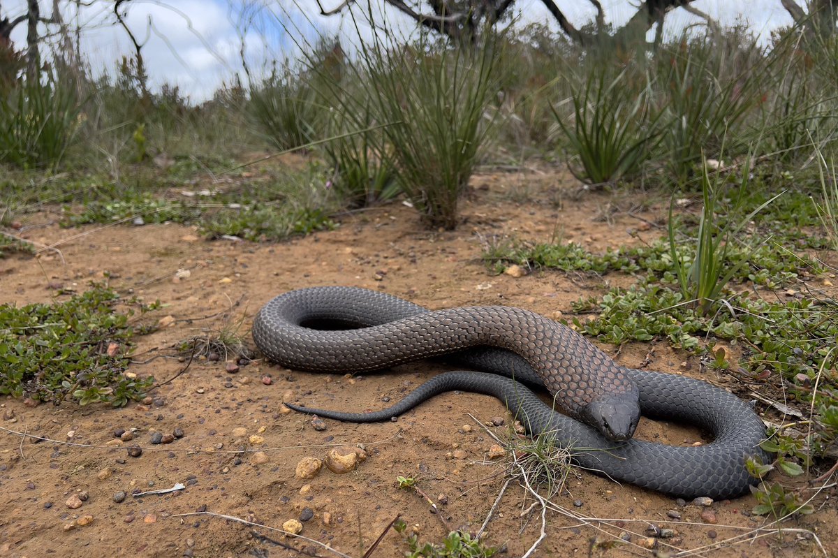 After 5 days on the island, seeing 7 road kill and a few hundred kilometres driving I finally found a live kangaroo island tiger snake (Notechis scutatus)! #WildOz #Herpetology