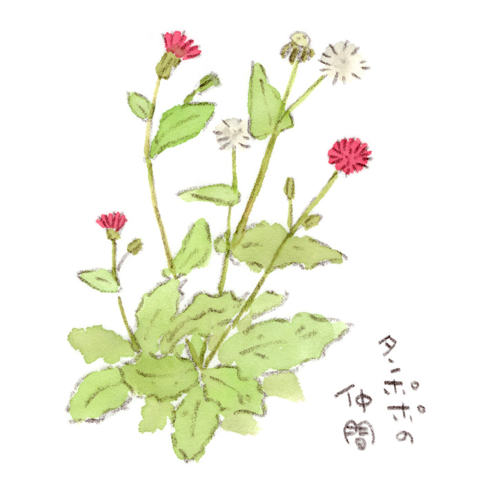 タンポポ Hledani Na Twitteru Twitter