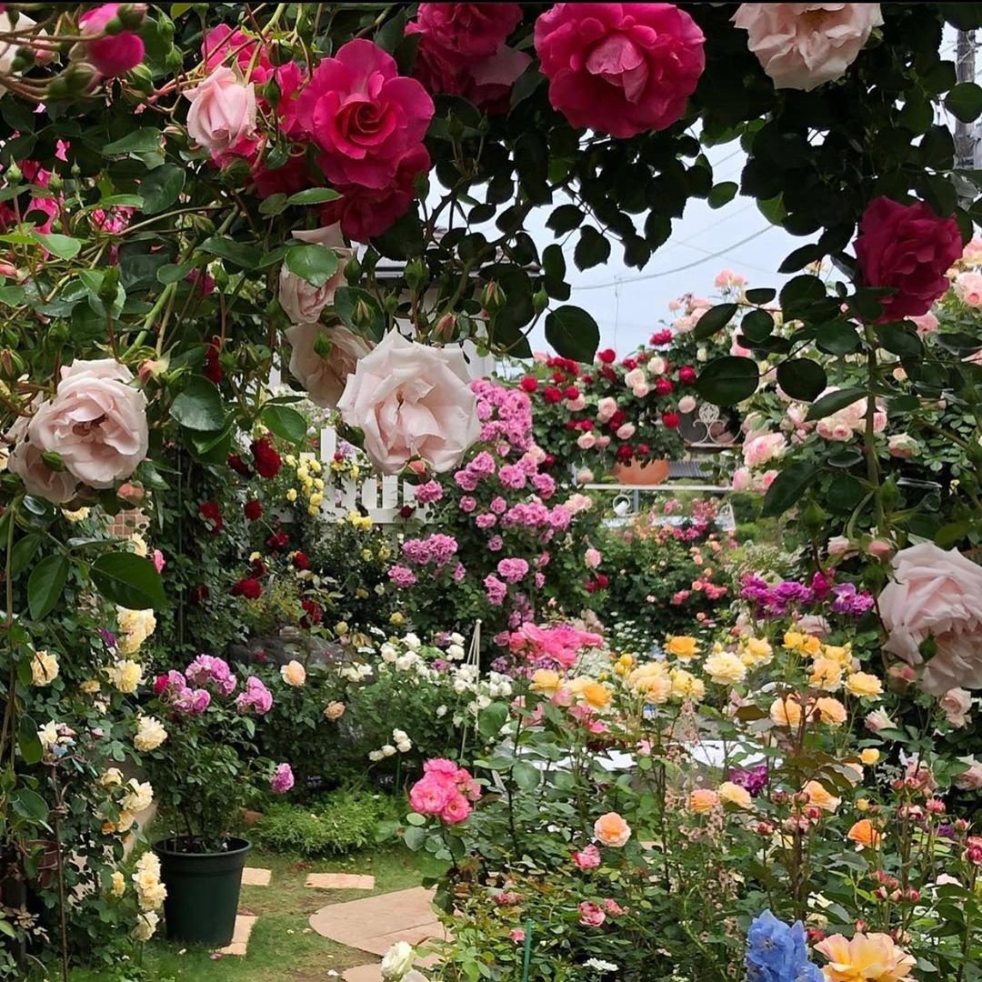 nf_5202's tweet photo. flower garden https://t.co/OBeRZ2NTPS