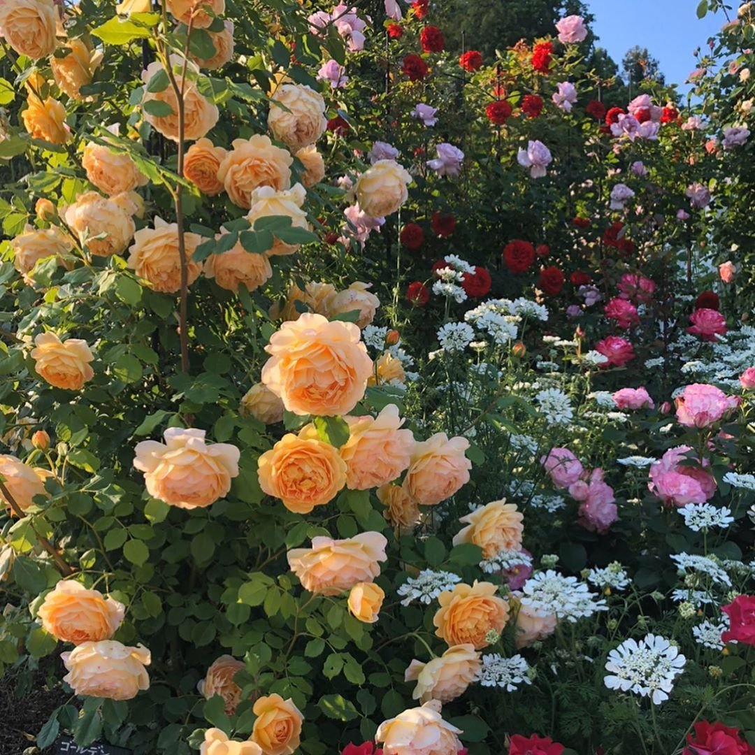nf_5202's tweet photo. flower garden https://t.co/OBeRZ2NTPS