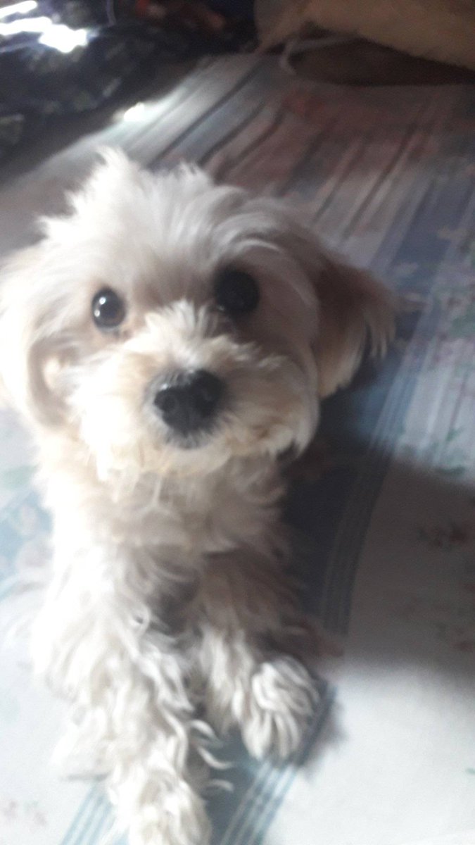 PerroUsuario's tweet photo. Atención CARACAS. RT @MigdaliaCabrer1: buenas noches acudo a ustedes porque estoy desesperada se me extravió mi perrita ya la he publicado pero todavía no la consigo tengo a mi hija muy triste por favor ayúdenme a difundir https://t.co/GNx8dx7AWl