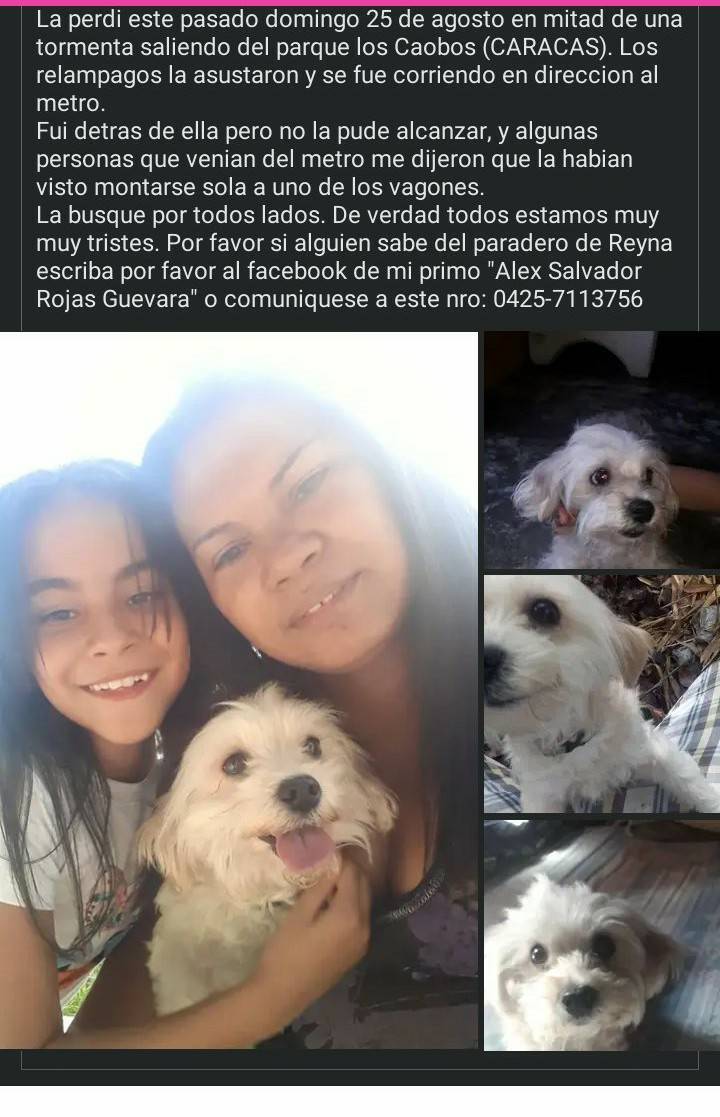 PerroUsuario's tweet photo. Atención CARACAS. RT @MigdaliaCabrer1: buenas noches acudo a ustedes porque estoy desesperada se me extravió mi perrita ya la he publicado pero todavía no la consigo tengo a mi hija muy triste por favor ayúdenme a difundir https://t.co/GNx8dx7AWl