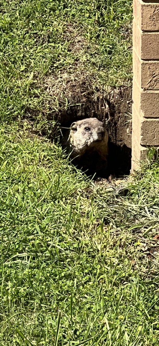 PAWSitivelyPES's tweet photo. This guy popped out of his burrow WONDERing where his copy of our #OneStatelinerStory book is! @mrs_pizzino @Mrs_Condon1 #PESpride https://t.co/keuS7lfUlm