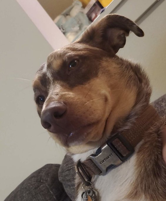 Look at this derp 🥰 https://t.co/BCxJ6OTERt