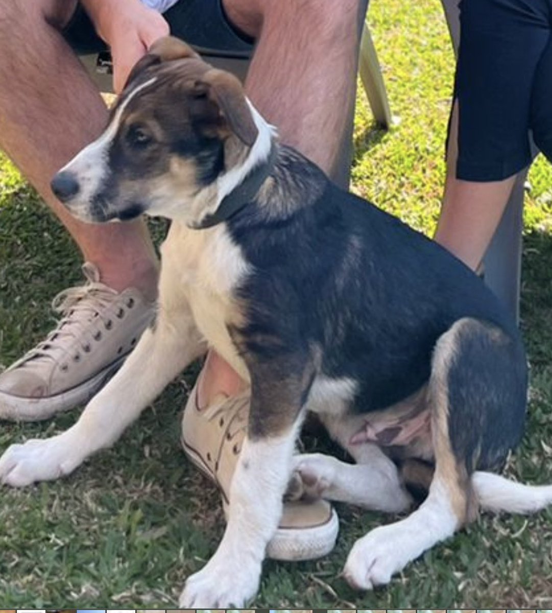 nicoproto's tweet photo. Se perdió en sarmiento y san martin. Por favor difundir. Collar verde. Gracias! https://t.co/dcxQTlkmB3