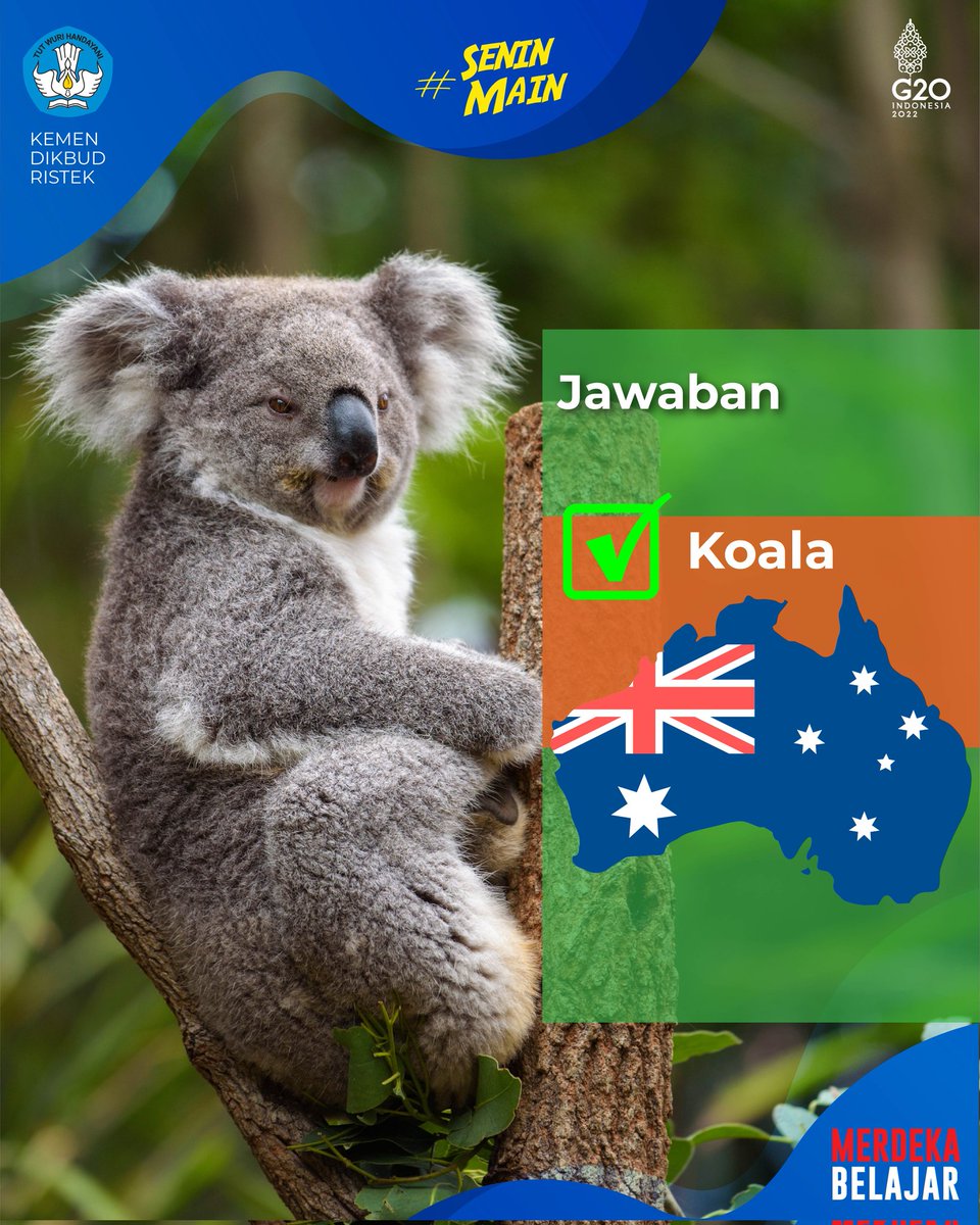 Kemdikdasmen's tweet photo. #SahabatDikbud benar, jawabannya adalah koala. Koala menghabiskan waktu tidurnya sekitar 18β20 jam dan beraktivitas pada malam hari. Meskipun menggemaskan, koala tidak bisa dijadikan hewan peliharaan, lo.
#MerdekaBelajar #SeninMain https://t.co/Ap83R8el3y