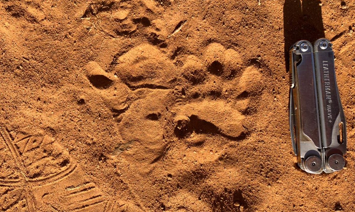 EcoTraining's tweet photo. #SafariTrivia this Tuesday.⠀⠀⠀⠀⠀⠀⠀⠀⠀
Can you ID the animal to whom this track belongs? 🐾⠀
Photo credit: Ross Hawkins

Please drop us a comment 👇👇 if you can ID it correctly!

#tracks #tracking #IDthatTrack #knowledge #quiz https://t.co/O7uJmcxvYo